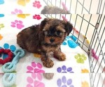 Bruce - Male Yorkshire Terrier Puppy for Sale - Photo #10