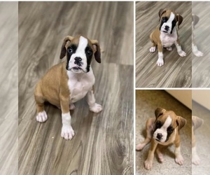 Boxer Puppy for sale in GEORGETOWN, KY, USA