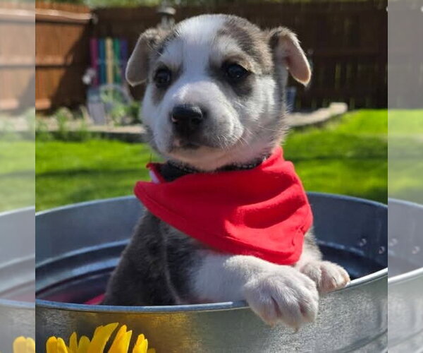 Medium Photo #22 Siberian Husky-Unknown Mix Puppy For Sale in Fargo, ND, USA