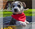 Small #21 Siberian Husky Mix
