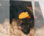 Small Photo #9 German Shepherd Dog Puppy For Sale in WHEELING, IL, USA