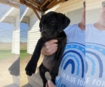 Small #1 Cane Corso