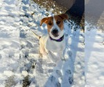 Small American Foxhound Mix