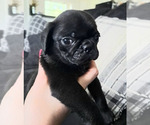 Small #3 Pug