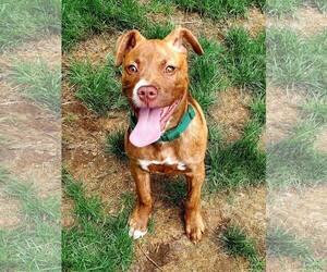 Frankie - Female American Staffordshire Terrier-Unknown Mix Dog for Adoption - Photo #22