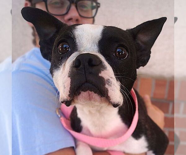 Medium Photo #2 Boston Terrier Puppy For Sale in Carrollton, TX, USA