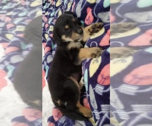 Mutt Puppy for sale in INMAN, SC, USA