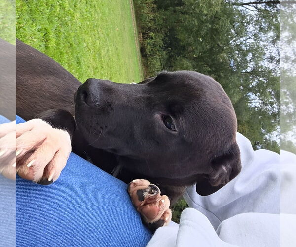 Medium Photo #2 American Pit Bull Terrier-Labrador Retriever Mix Puppy For Sale in Princeton, MN, USA