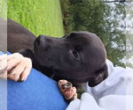 Small #1 American Pit Bull Terrier-Labrador Retriever Mix