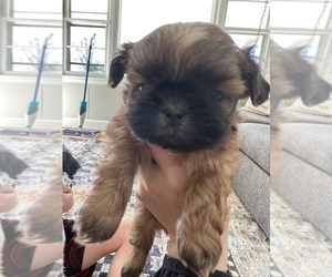 Shih Tzu Puppy for sale in HARTSVILLE, SC, USA