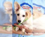 Small #1 Jack Russell Terrier Mix