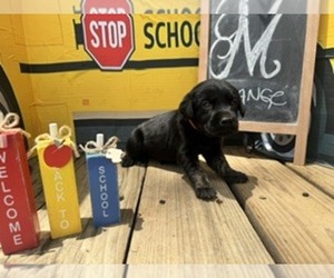 Labrador Retriever Puppy for sale in MAYSVILLE, GA, USA
