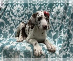 Small Photo #3 Great Dane Puppy For Sale in LAKELAND, FL, USA
