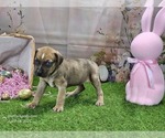 Small #1 Catahoula Leopard Dog