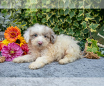 Small #1 Poodle (Miniature)