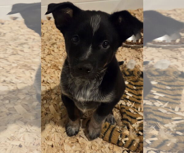 Medium Photo #3 Mutt Puppy For Sale in Garden City, NY, USA