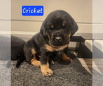 Small #4 Coonhound Mix