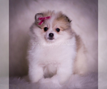 Small #7 Pomeranian