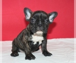 Puppy 2 French Bulldog
