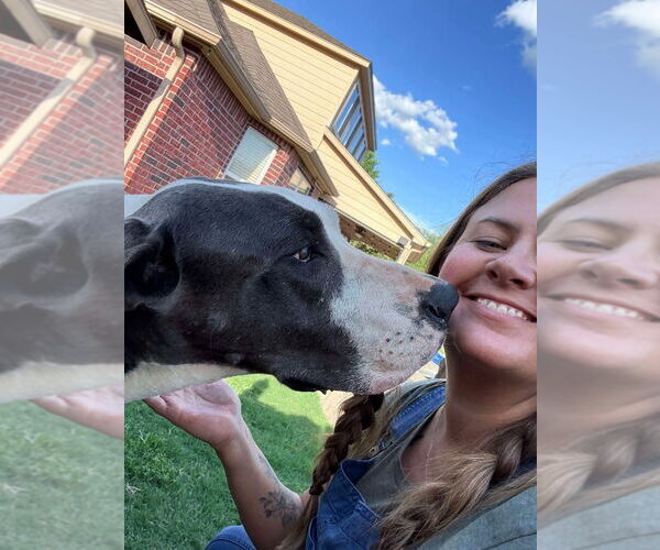 Medium Photo #4 Great Dane Puppy For Sale in Bullard, TX, USA