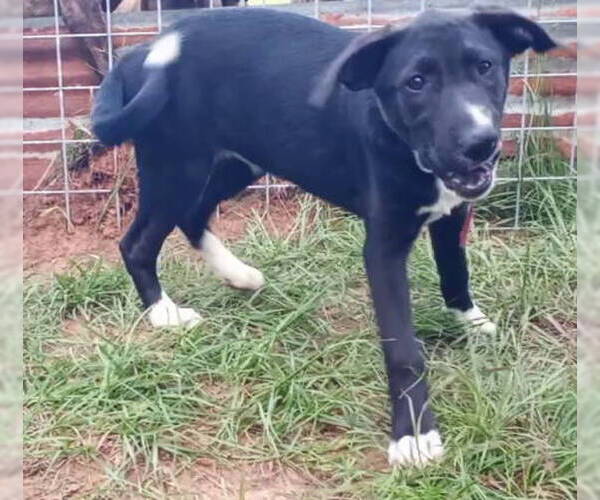 Medium Photo #4 Labrador Retriever-Unknown Mix Puppy For Sale in Frankston, TX, USA