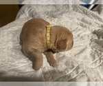 Puppy Yellow collar Golden Retriever