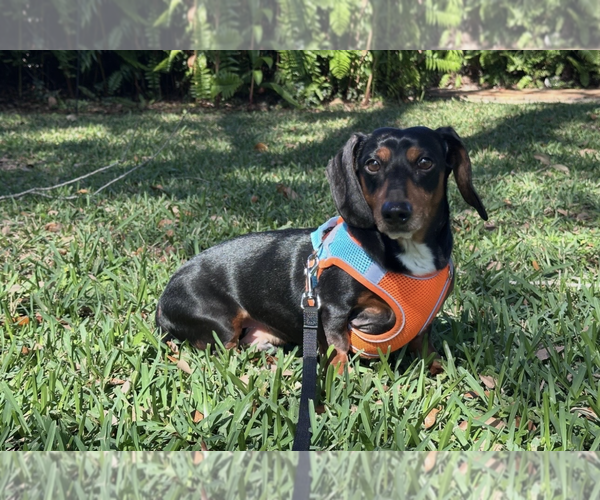 Medium Photo #2 Dachshund Puppy For Sale in Weston, FL, USA