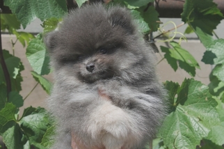 German Spitz Puppy for sale in Biysk, Altai Krai, Russia