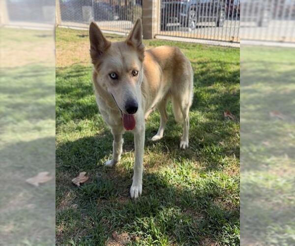 Medium Photo #2 Siberian Husky Puppy For Sale in Riverside, CA, USA