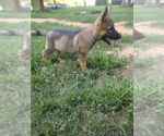 Small Photo #8 German Shepherd Dog Puppy For Sale in BEAR CREEK, NC, USA