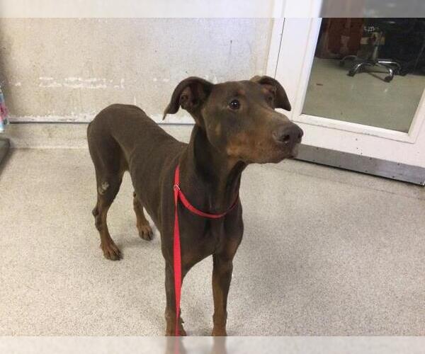 Medium Photo #1 Doberman Pinscher Puppy For Sale in Riverside, CA, USA