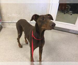 Doberman Pinscher Dogs for adoption in Riverside, CA, USA