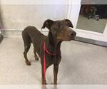 Small Doberman Pinscher