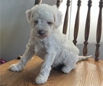 Puppy Charlie Cavapoo