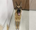 REX - Male German Shepherd Dog Dog for Adoption - Small photo