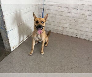 German Shepherd Dog Dogs for adoption in San Bernardino, CA, USA