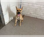Small German Shepherd Dog
