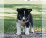 Small #2 Samoyed-Siberian Husky Mix
