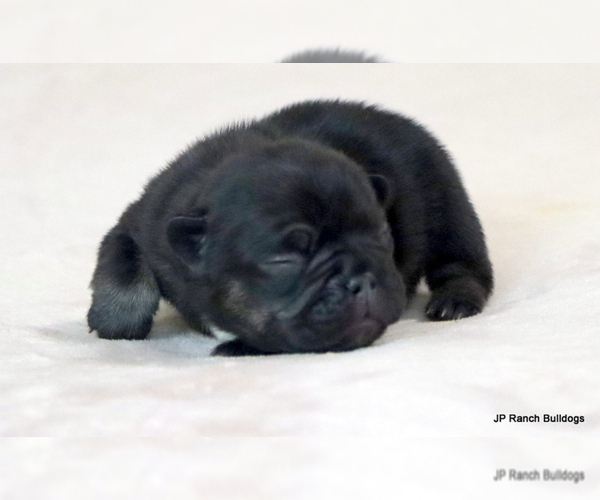 Medium Photo #3 French Bulldog Puppy For Sale in WINNSBORO, TX, USA