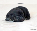 Small Photo #12 French Bulldog Puppy For Sale in WINNSBORO, TX, USA