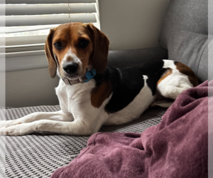 Beagle Dogs for adoption in Tampa, FL, USA