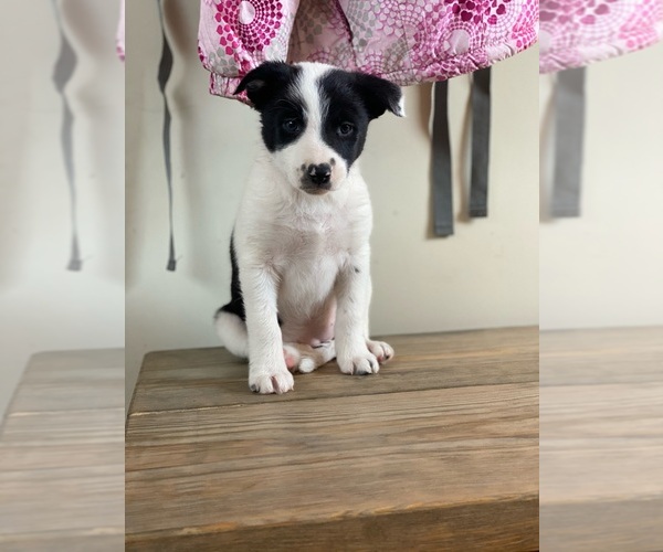 Medium Photo #3 Border Collie Puppy For Sale in WOLCOTT, IN, USA