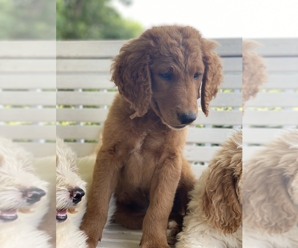 Medium Photo #7 Goldendoodle Puppy For Sale in WESTMINSTER, SC, USA