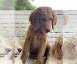 Small Photo #7 Goldendoodle Puppy For Sale in WESTMINSTER, SC, USA