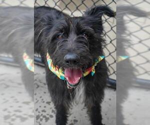 Mutt Dogs for adoption in Tulsa, OK, USA