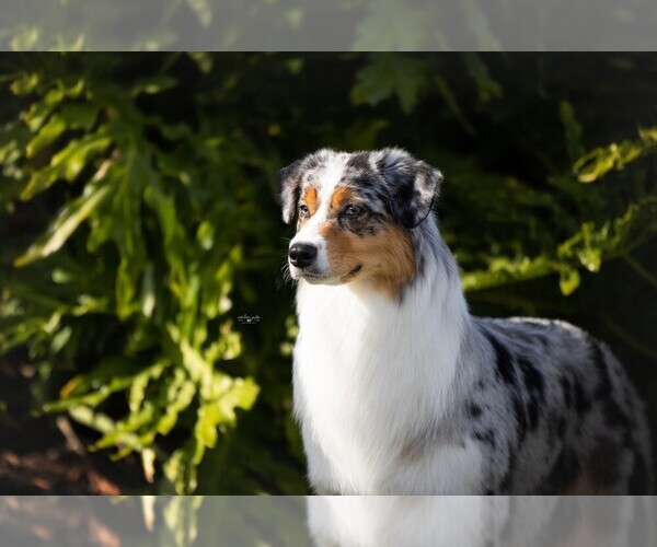 Medium Photo #1 Australian Shepherd Puppy For Sale in APOPKA, FL, USA