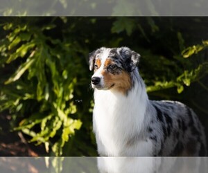 Mother of the Australian Shepherd puppies born on 03/14/2025