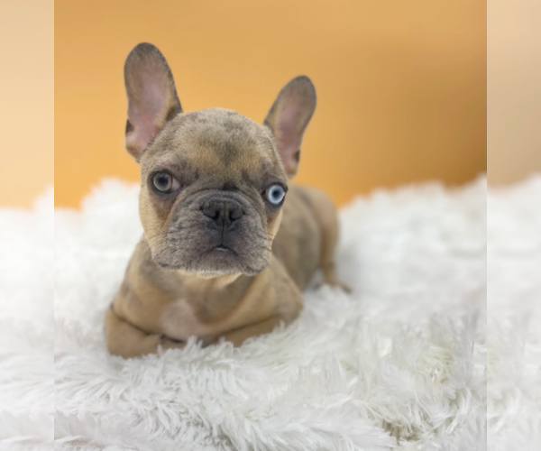 Medium Photo #1 French Bulldog Puppy For Sale in OVERLAND PARK, KS, USA