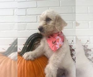Labradoodle Puppy for sale in PEMBROKE, GA, USA