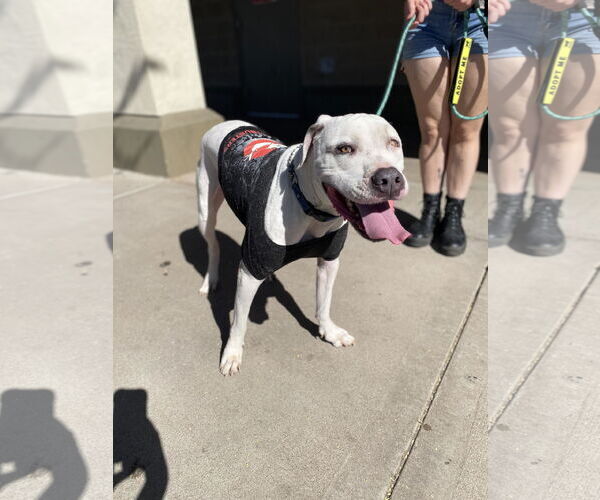 Medium Photo #9 Bulldog-Staffordshire Bull Terrier Mix Puppy For Sale in Chandler, AZ, USA